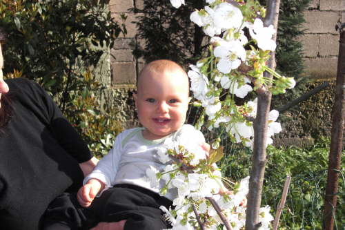 2011-04-06 Kirschbaum1